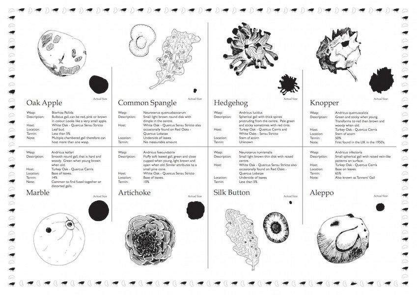 Oak Gall Ink Recipe back