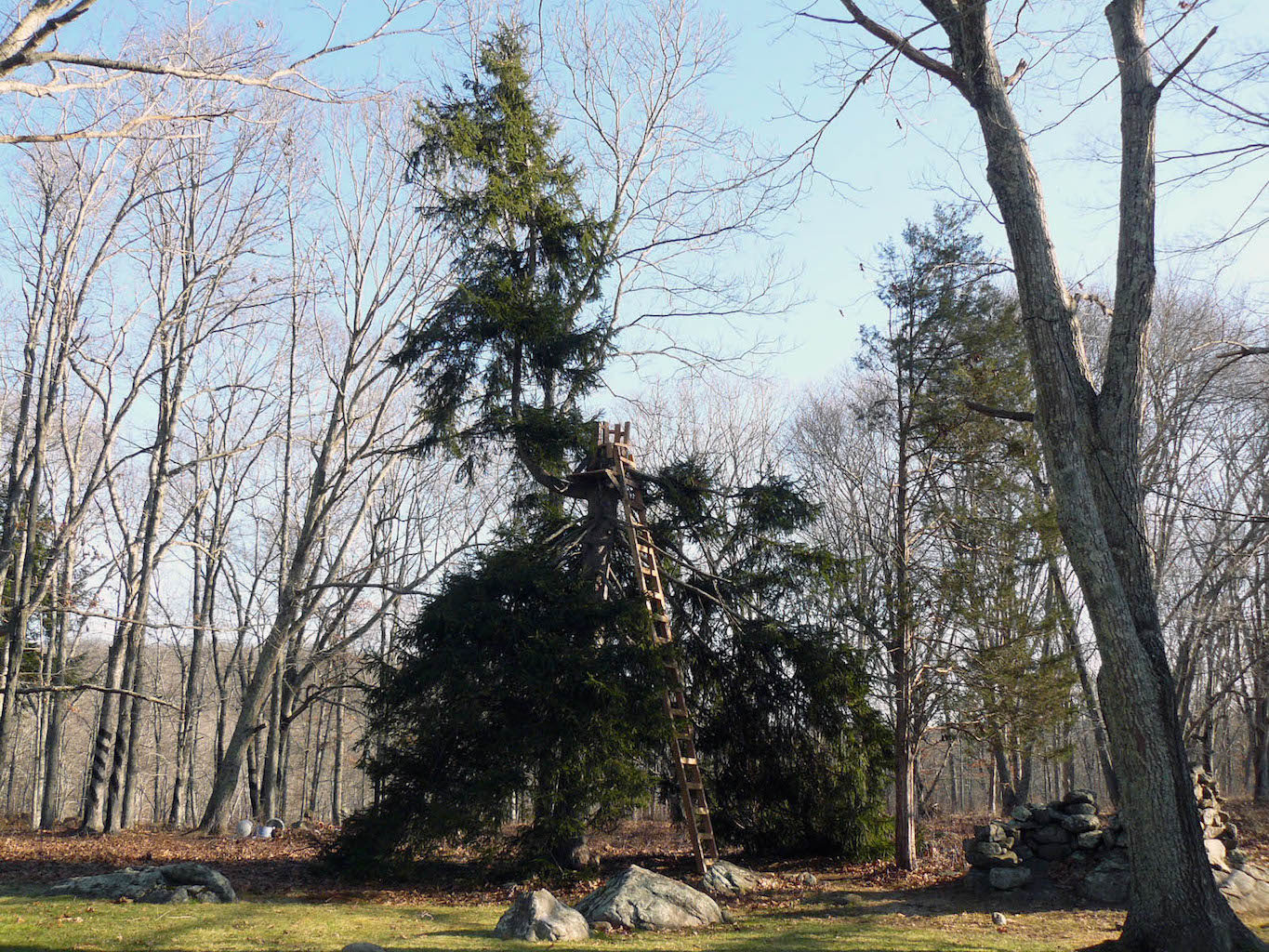 Jo_Lathwood_trunk_and_spine_1